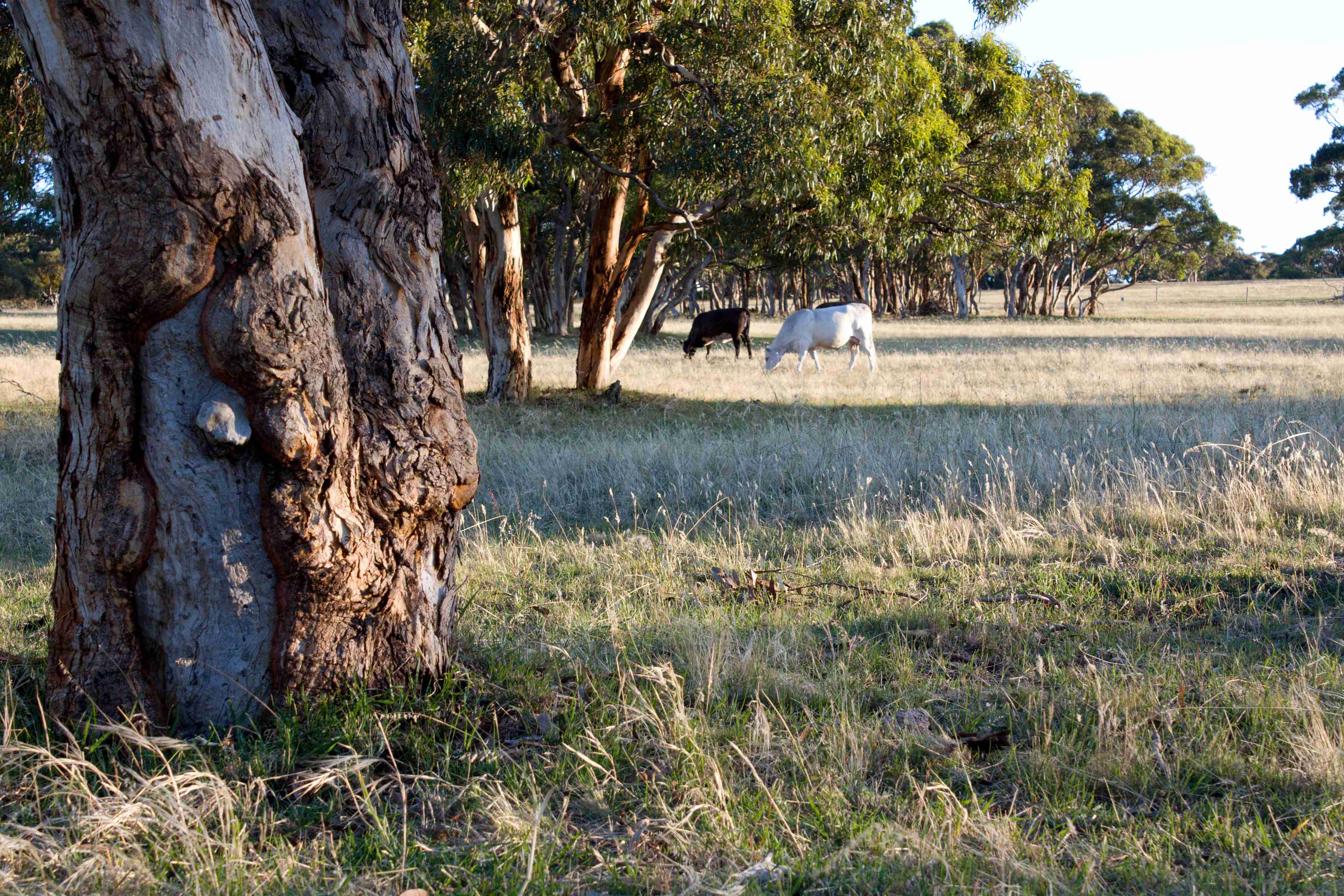 Wenton Farm, Middleton, SA