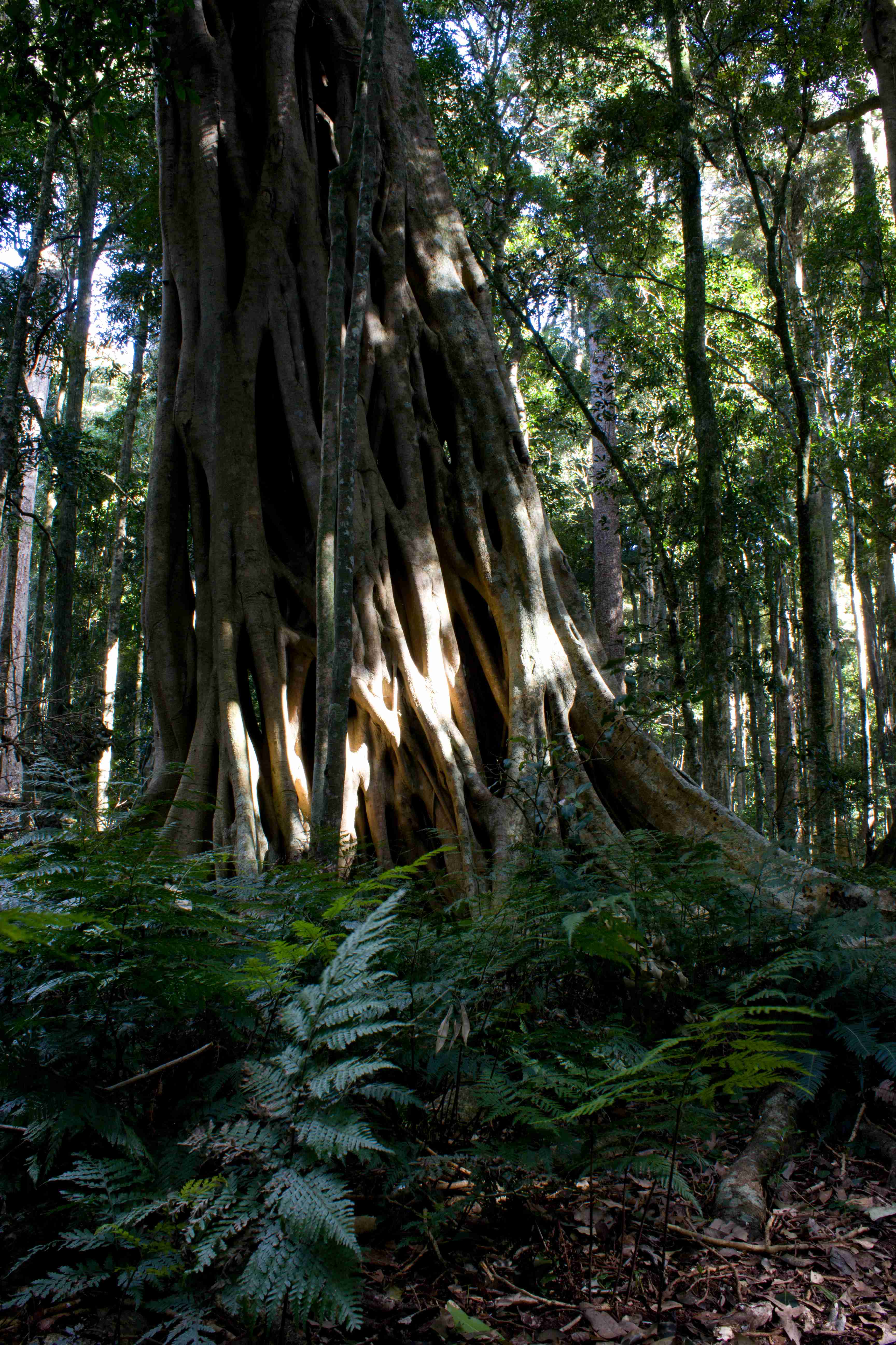 Bunya Mountains, South Burnett Region, Qld