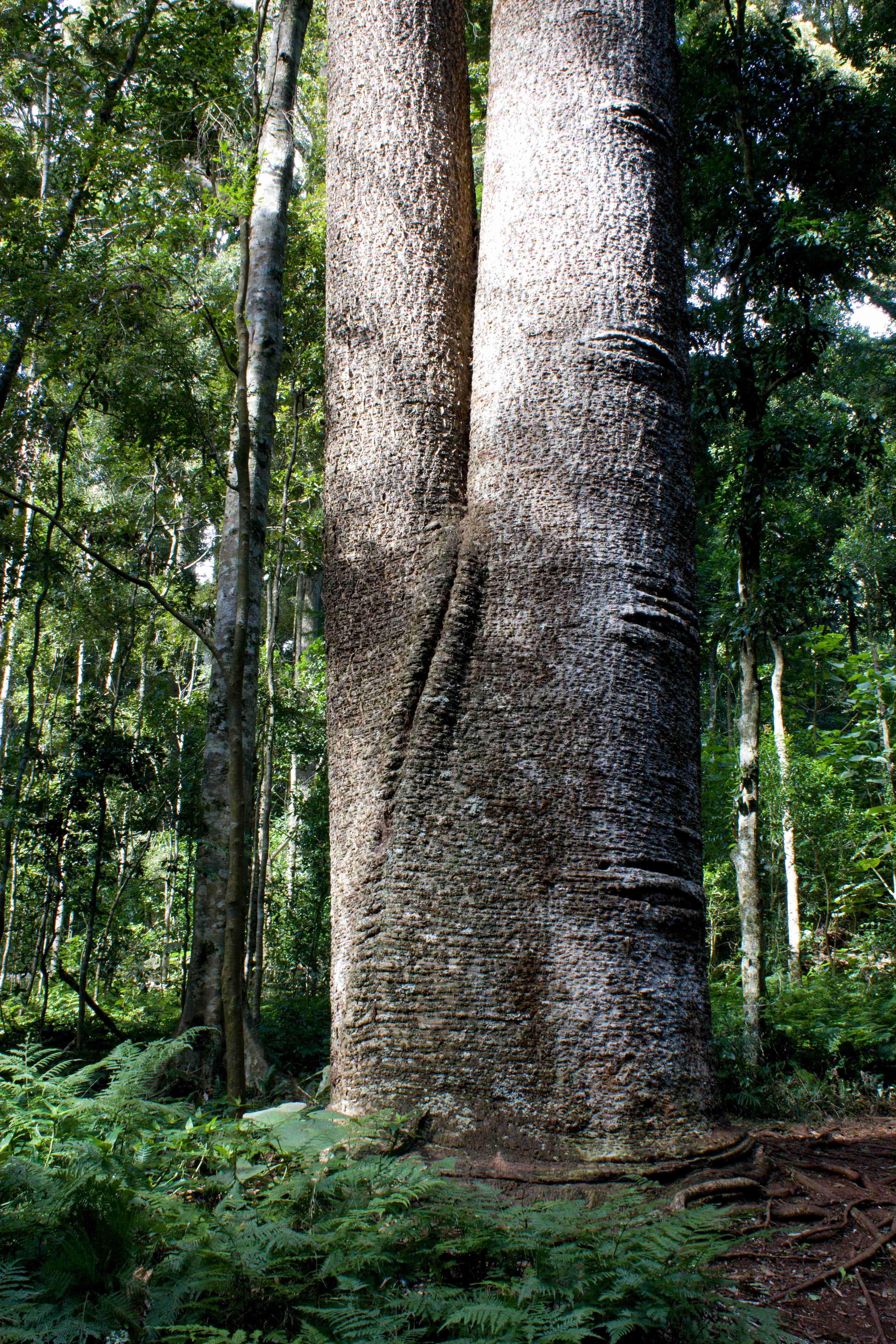 Bunya Mountains, South Burnett Region, Qld