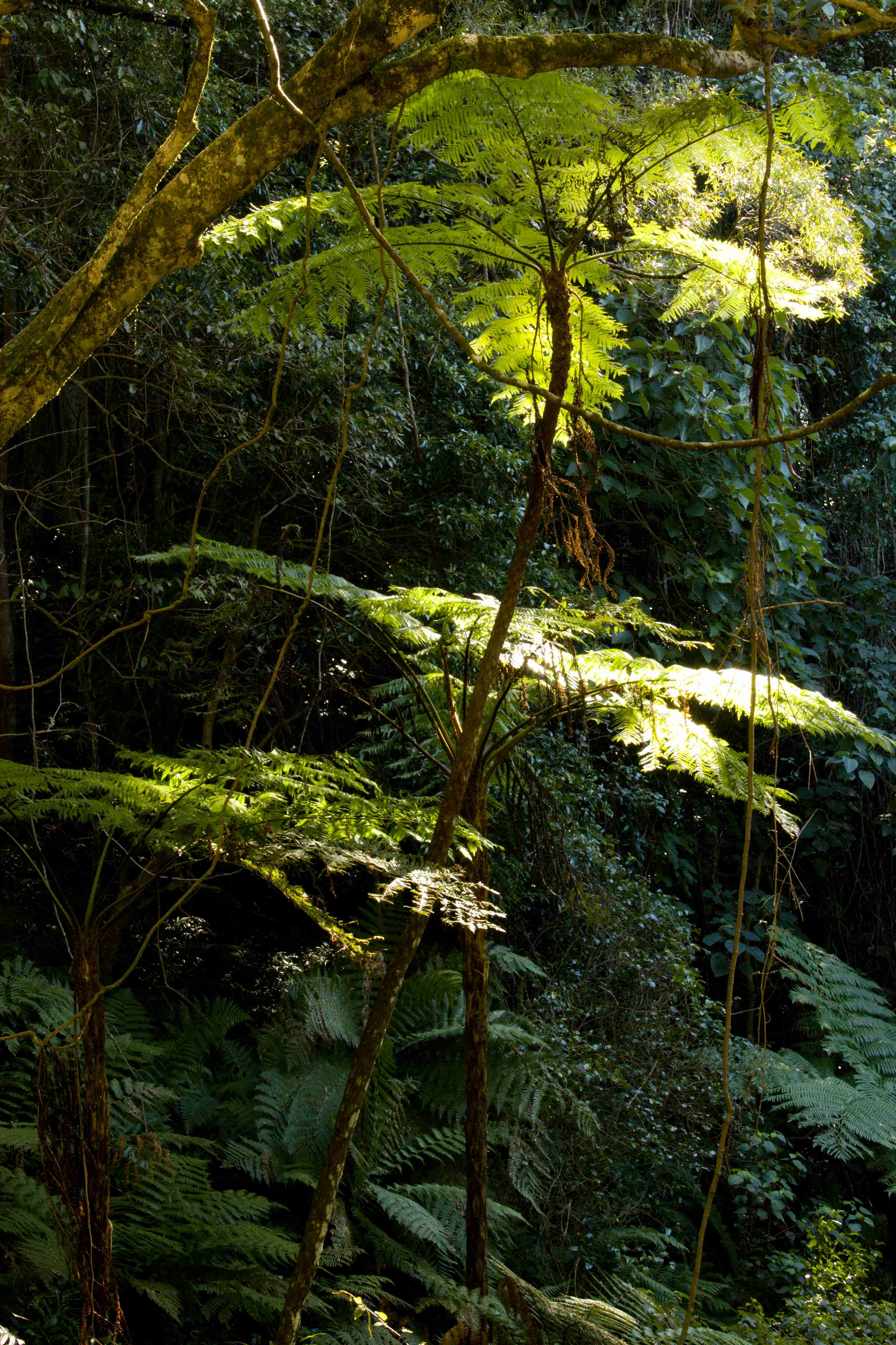 Bunya Mountains, South Burnett Region, Qld