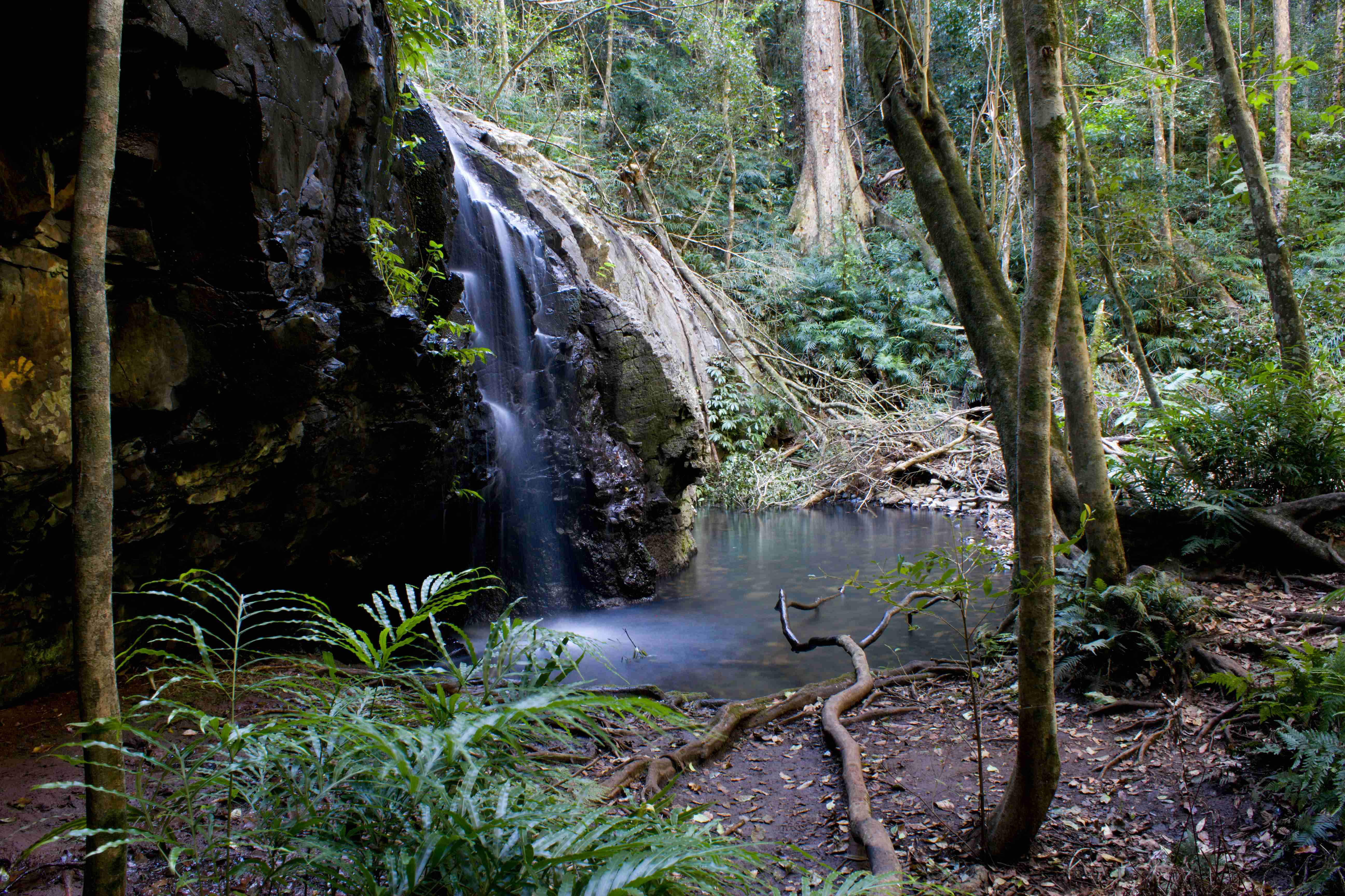 Bunya Mountains