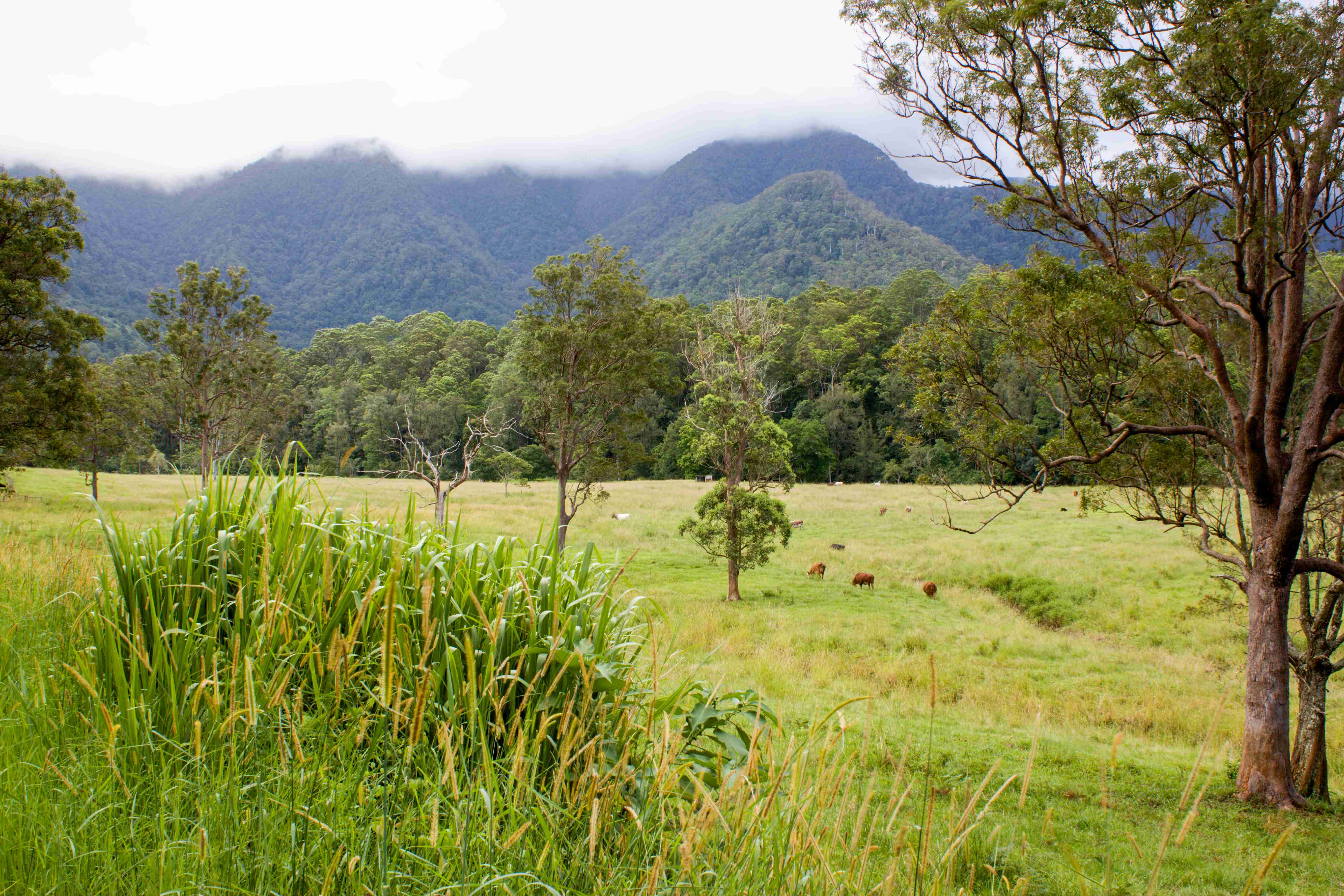 Border Ranges, Tyalgum, NSW